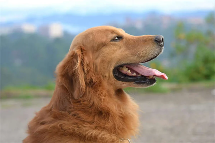 Disturbi compulsivi nei cani: sintomi, cause e cure efficaci