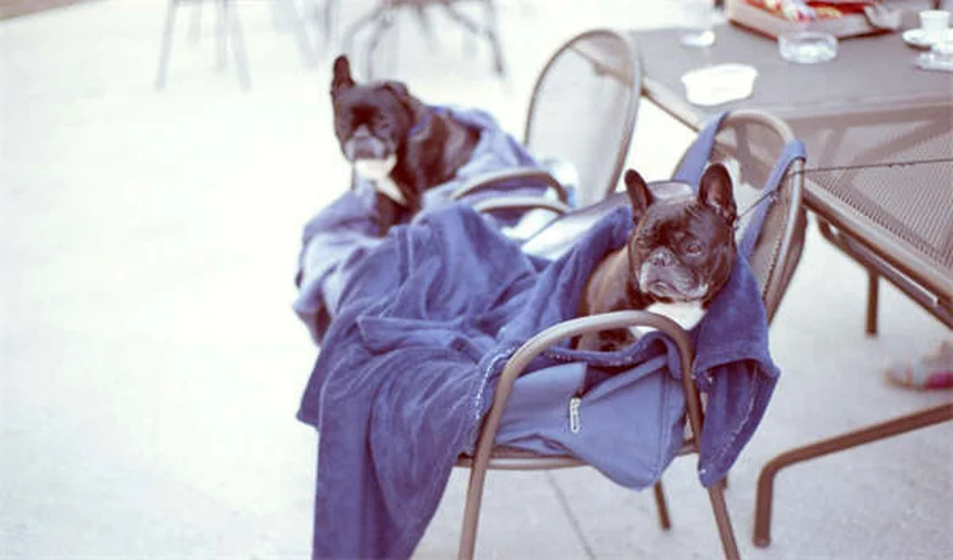 Gamberetti pulitori: i migliori alleati per un acquario perfetto