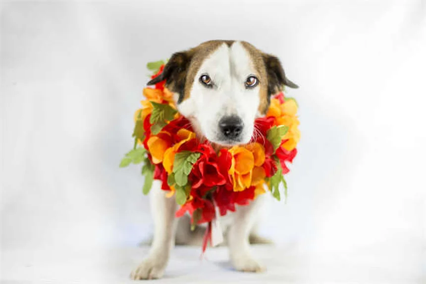 Perché il mio cucciolo non cresce? 5 cause e soluzioni