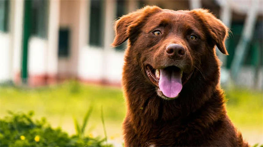 Cosa dare da mangiare al cane dopo che ha vomitato: guida pratica
