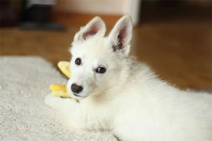 Animali domestici più popolari nel 2023: tendenze e statistiche
