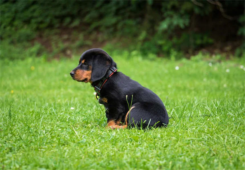 Animali domestici più popolari nel 2023: tendenze e statistiche