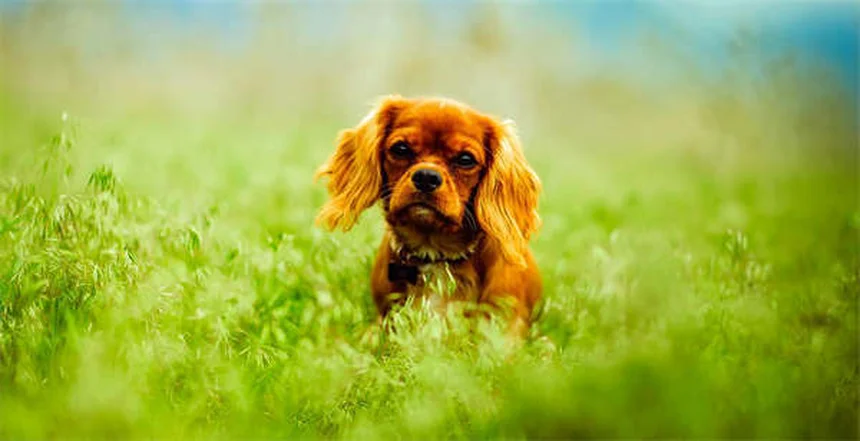 Praziquantel per cani e gatti: tutto quello che devi sapere