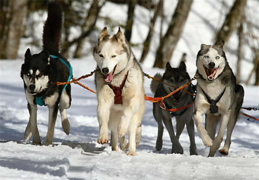 Trattamento antipulci sicuro per cani: guida completa 2024
