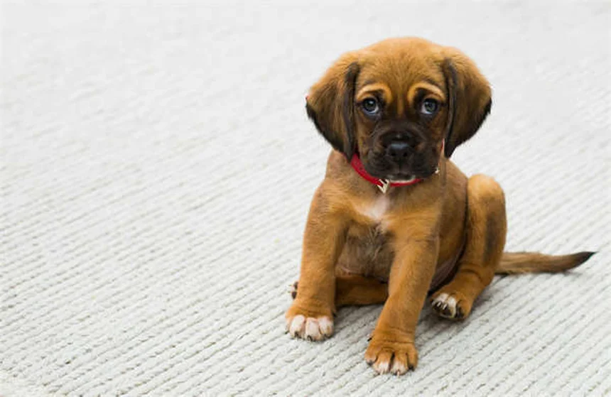 Posso dare il Tylenol al mio cane? Rischi e alternative sicure