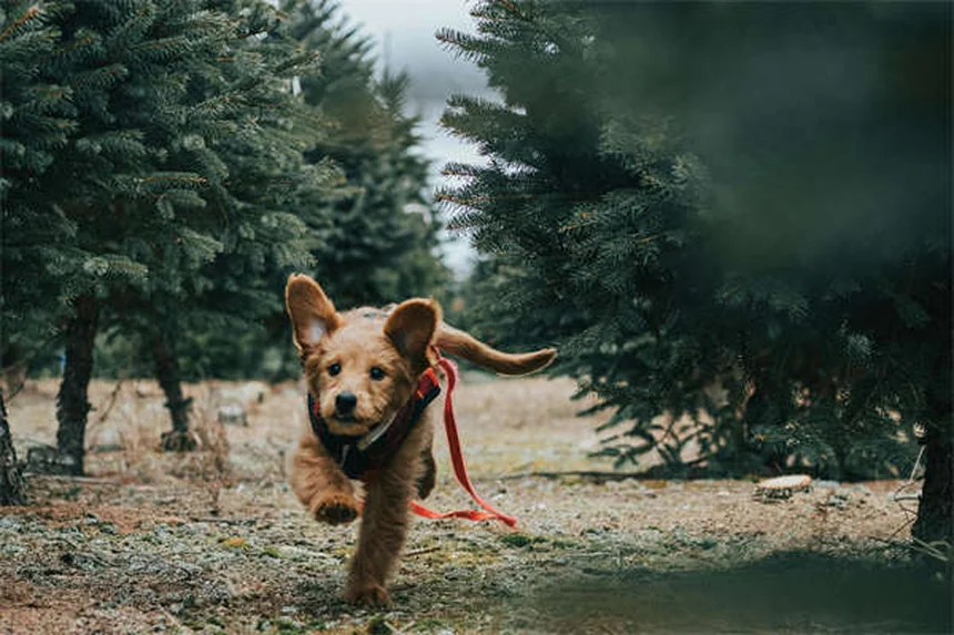 Posso dare il Tylenol al mio cane? Rischi e alternative sicure