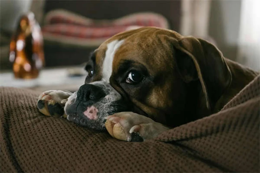 Cani albini: 5 cose sorprendenti che devi assolutamente sapere