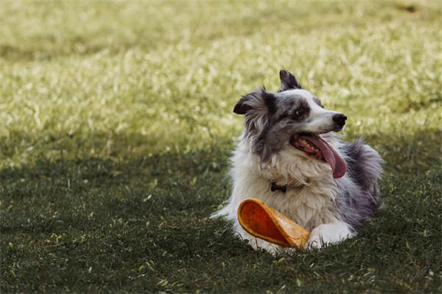 Doga: lo yoga con il tuo cane che migliora la vita a entrambi!