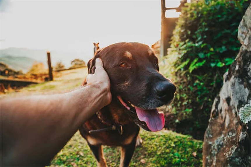 Animali domestici dei presidenti USA: storie incredibili alla Casa Bianca!