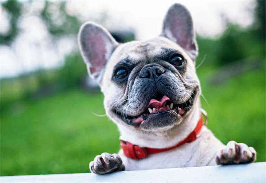 Chirurgia elettiva per cani: quando è davvero necessaria?