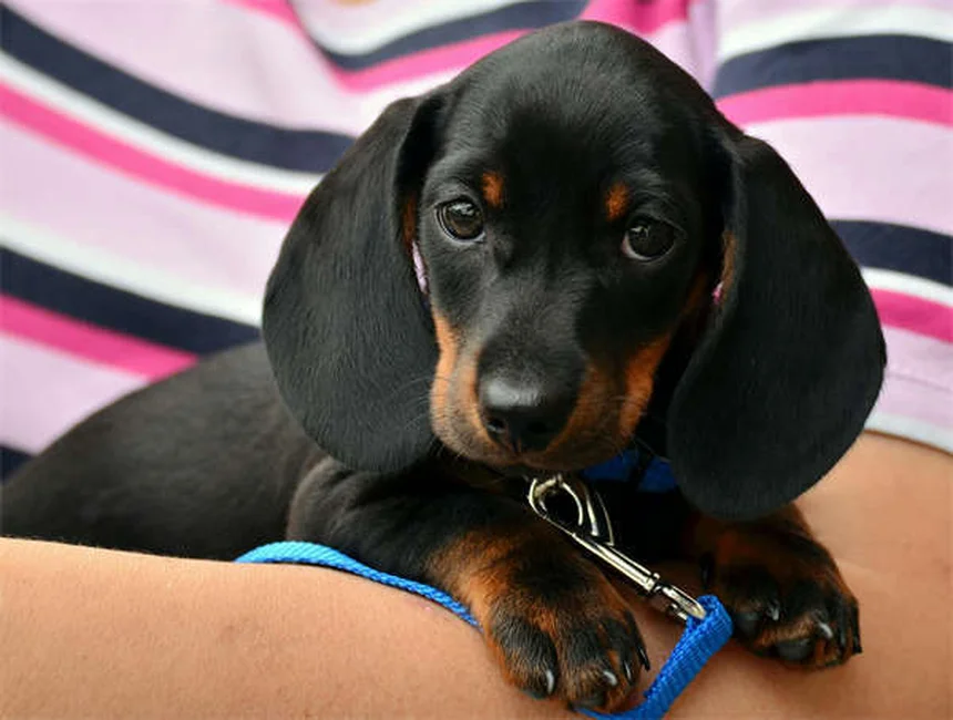 Chirurgia elettiva per cani: quando è davvero necessaria?