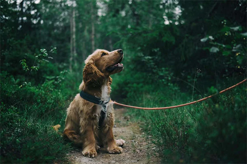 Zimeta® per cavalli: tutto sul farmaco per la febbre equina