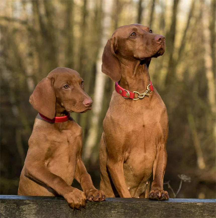 Piani benessere per cani: guida completa per risparmiare sul veterinario
