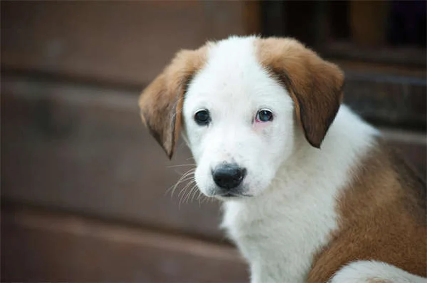 Perché il tuo cane lecca tutto? Scopri i motivi e le soluzioni