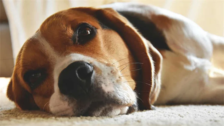 Grumi nei cani: come riconoscerli e quando preoccuparsi