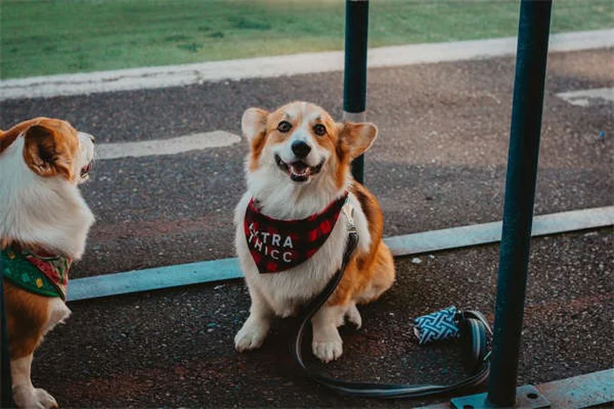 10 consigli essenziali per un BBQ sicuro con il tuo cane