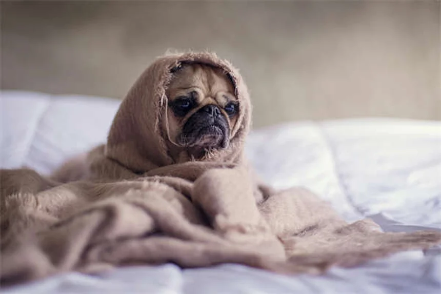 Pelo ruvido nei gerbilli: cause e soluzioni efficaci