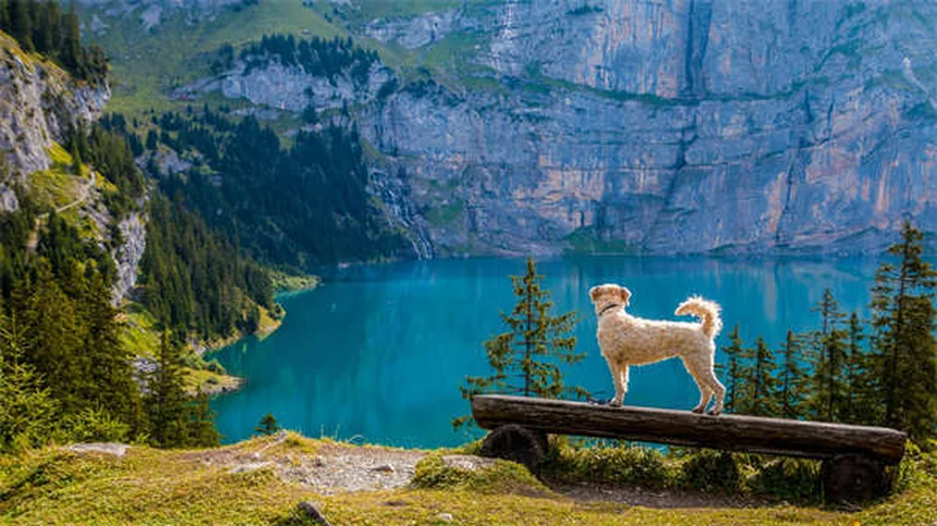 Dock diving per cani: guida completa allo sport acquatico