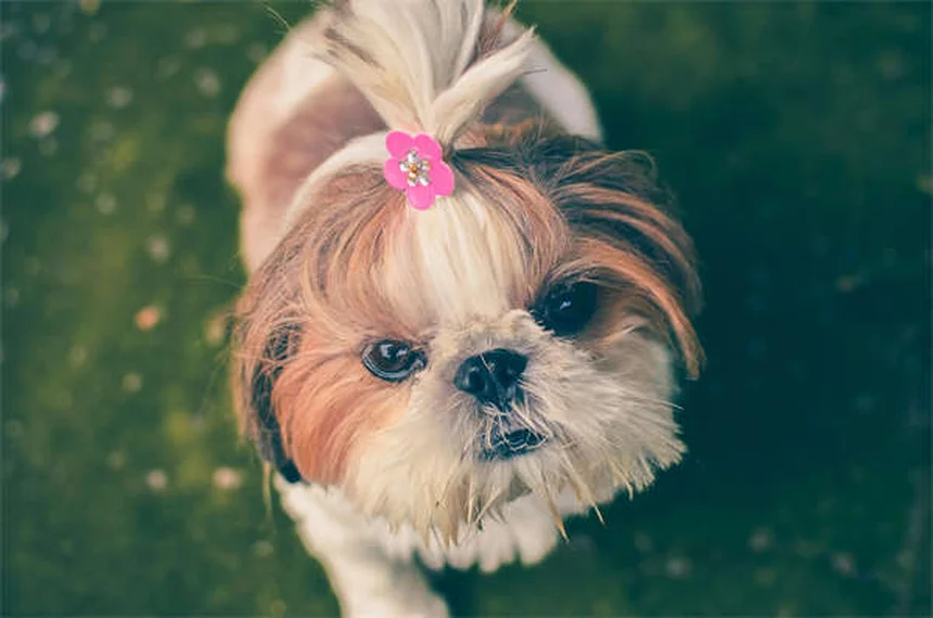 Il comportamento del cane: la razza conta davvero? Scopri la verità!