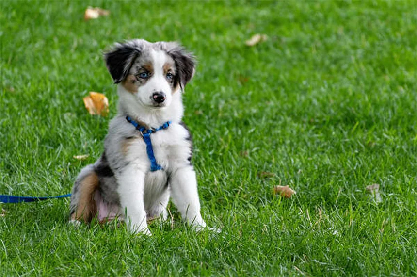 Come calmare il prurito del cane: 5 rimedi naturali che funzionano davvero