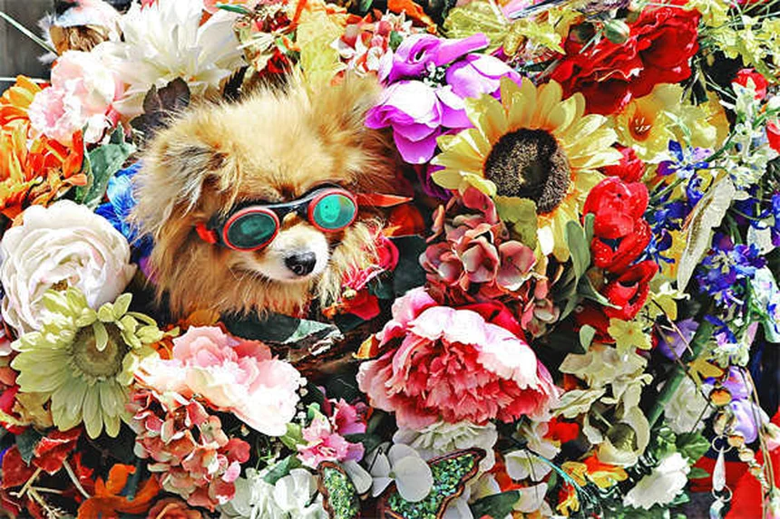 Il cane ha mangiato il gel di silice? Ecco cosa devi sapere