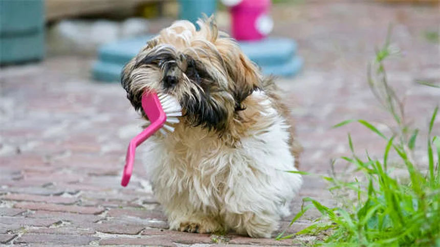 Perché i cani ci leccano? Scopri i 5 motivi principali!
