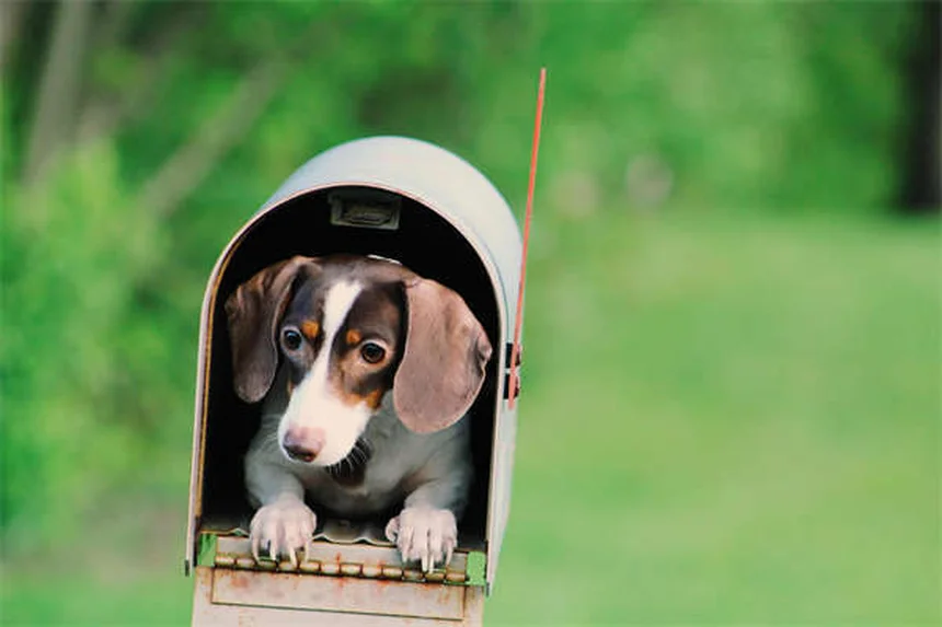 Perché i cani ci leccano? Scopri i 5 motivi principali!