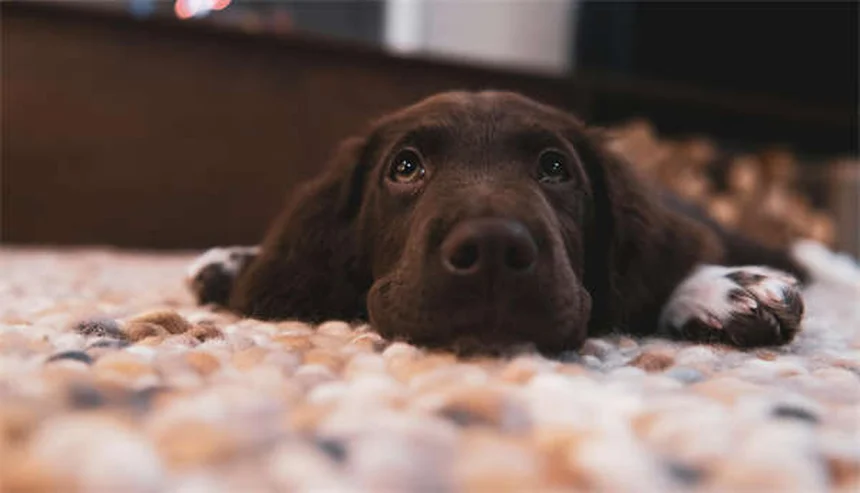 Enalapril per cani: guida completa all'uso e benefici